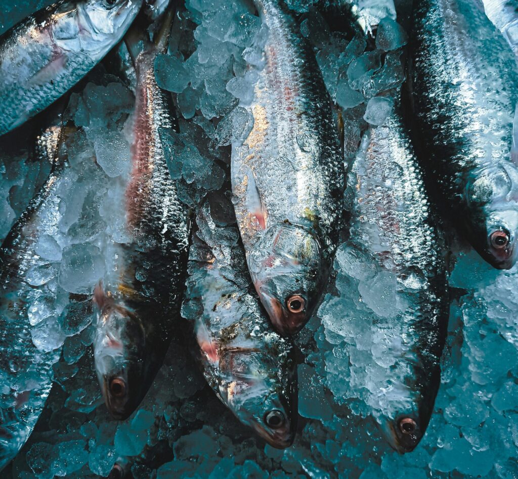 Close-up of fresh Hilsha fish on ice at a fish market in Jashore, Bangladesh.