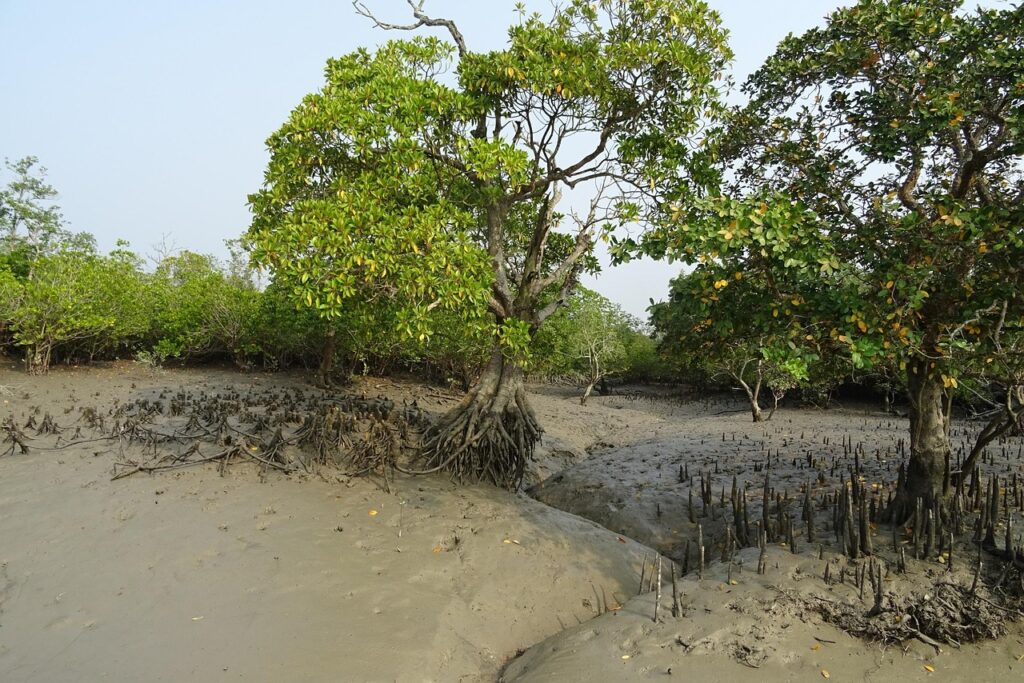 mangroves, aerial roots, sundarbans, swamp, forest, river, ramsar site, unesco, world heritage, flora, india, sundarbans, sundarbans, sundarbans, sundarbans, sundarbans, india