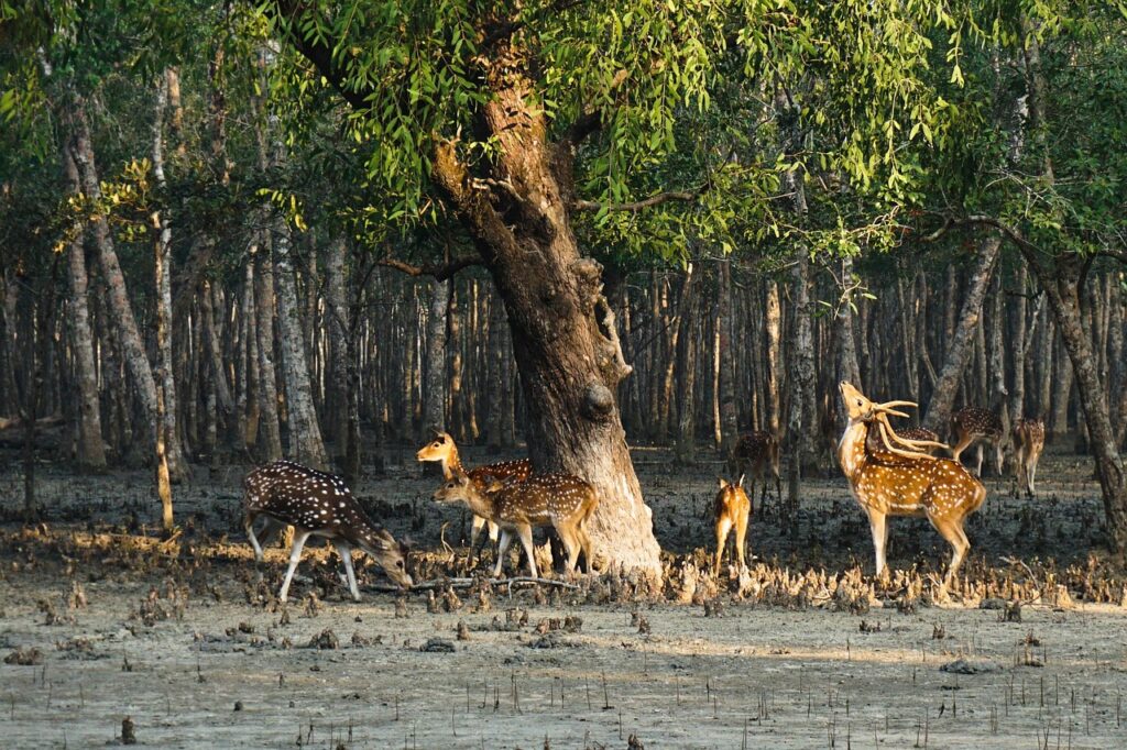 deer, sundarban, life, tourism, sundarban, sundarban, sundarban, sundarban, sundarban