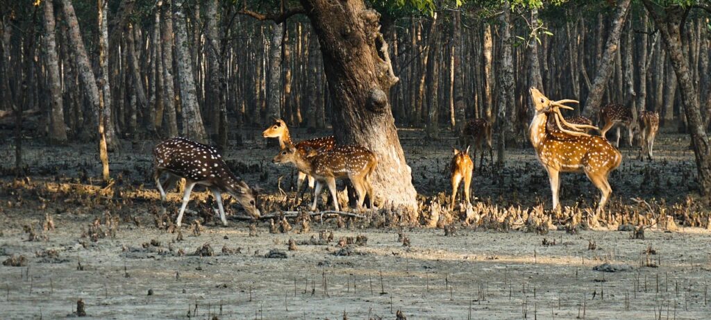 deer, sundarban, life, tourism, sundarban, sundarban, sundarban, sundarban, sundarban