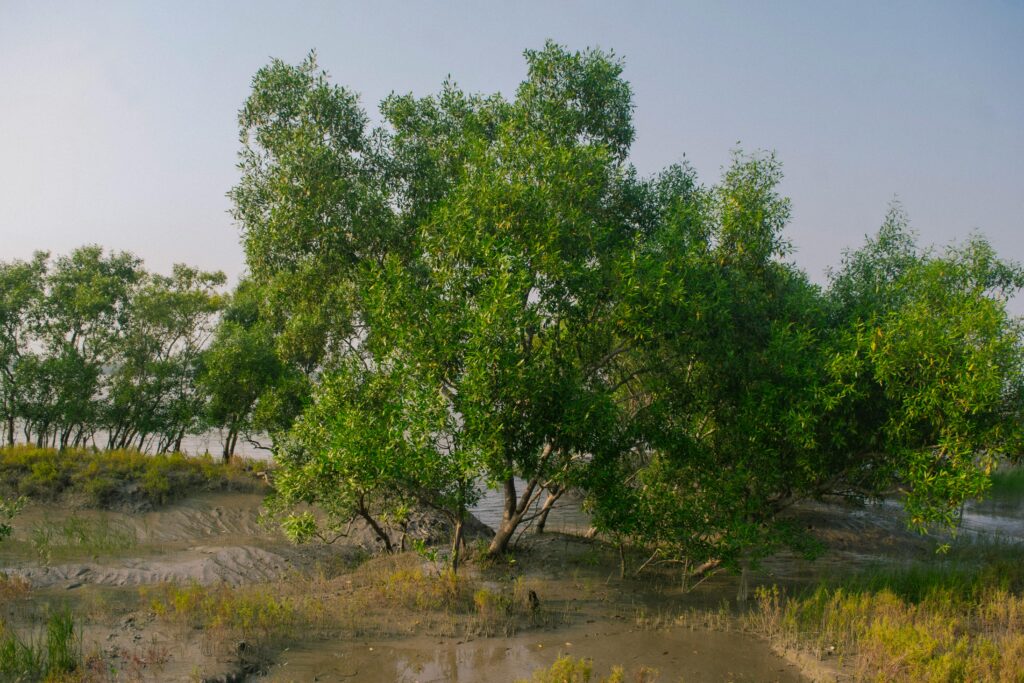 A serene view of lush green mangrove trees in the Sundarbans with calm surroundings.