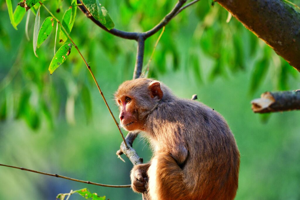 Close-up of a Rhesus macaque climbing a tree in Sundarban, Bangladesh.