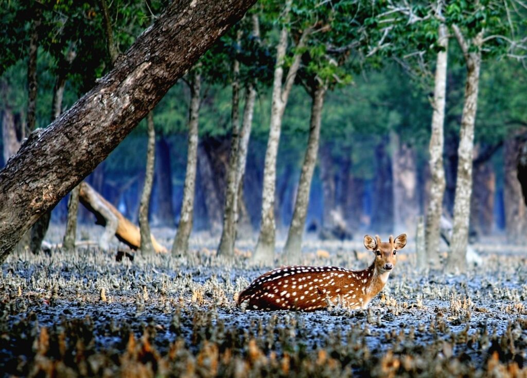 Sundarban 2 Days 1 Night Tour